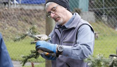 Ausgediente Christbäume sind jetzt «Beechüe»