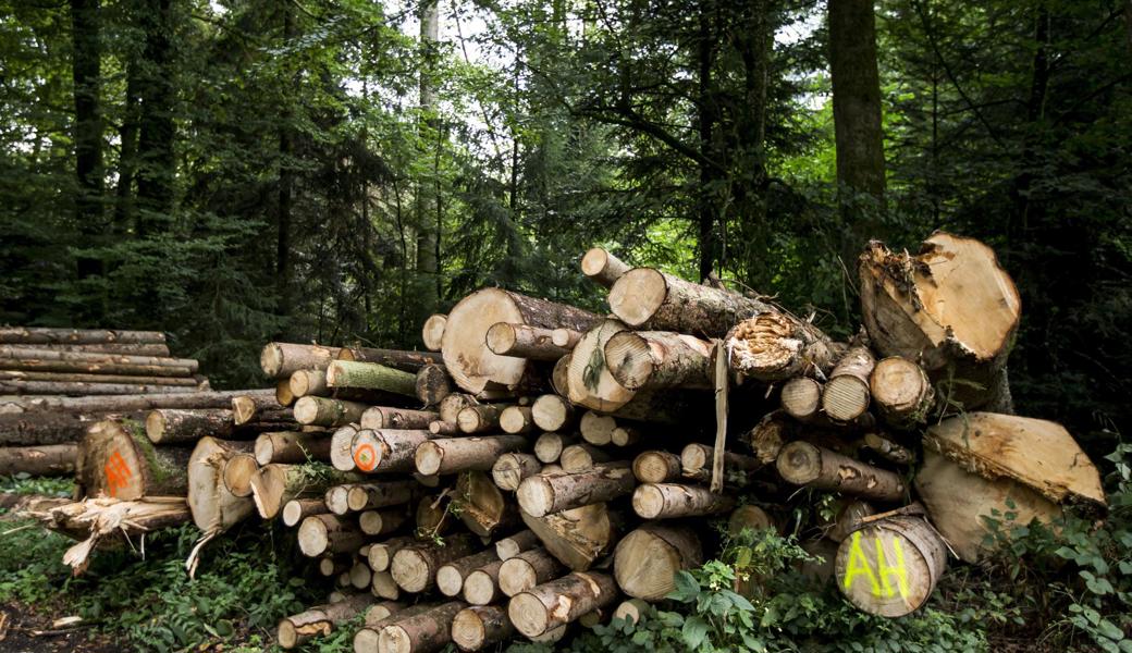 Holzarbeiten im Wald: Ein 23-jähriger Forstarbeiter wurde bei einem Unfall schwer verletzt. Er starb später im Spital.