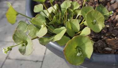 Winterportulak versamt leicht und ist eine der ersten Salatpflanzen im Jahr