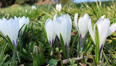 Auf dem Suruggen blühen die Krokusse