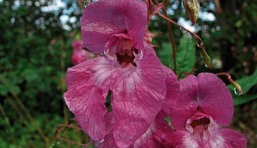 Das schöne Drüsige Springkraut, ein Tausendsassa aus dem westlichen Himalaya, vermehrt sich auf vielfältige Weise. Es wird auch Bauern­orchidee oder Riesenbalsamine genannt.  