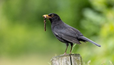 Zwischen Häusern und Hecken: Entdeckungstour zu Siedlungsvögeln im Rheintal