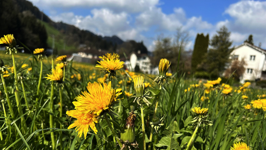 Eine Löwenzahnwiese in Heerbrugg