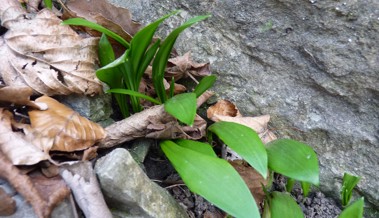 Bärlauch anbauen und Verwechslungen mit Giftpflanzen vermeiden