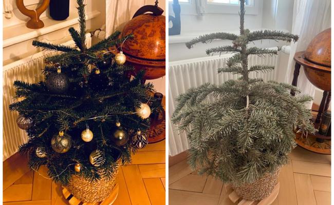 Seitenblick: Oh (nachhaltiger)  Tannenbaum
