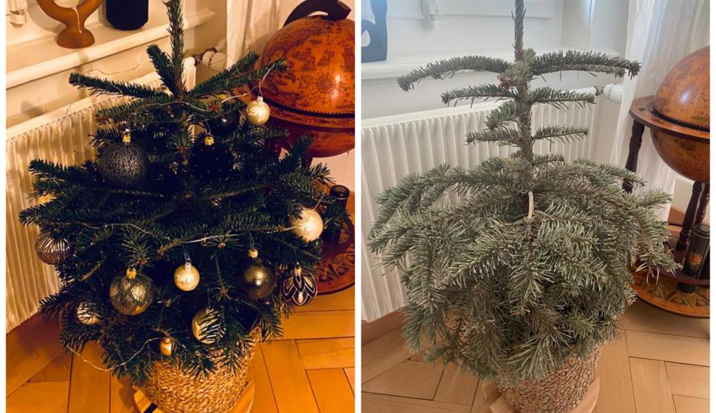 Das Bäumchen einst - und das Bäumchen am vergangenen Samstag.