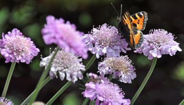 Wer hat in Rebstein den naturnahsten Garten?