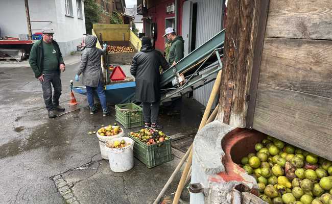 Das Comeback der Birne: Warum sich das Aufsammeln jetzt wieder lohnt