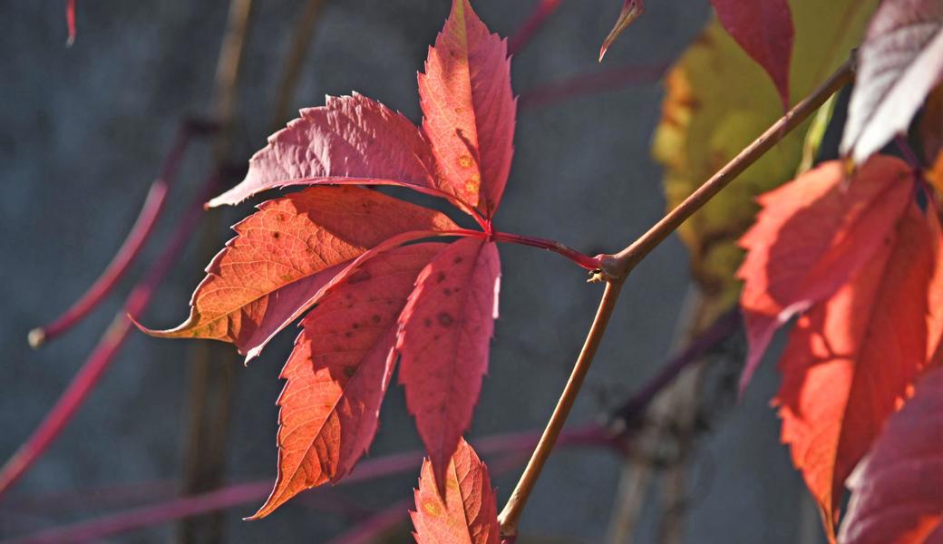 Hilde Domin ermuntert in ihrem Gedicht dazu, Knospen bereits unter dem Herbstlaub zu erblicken.