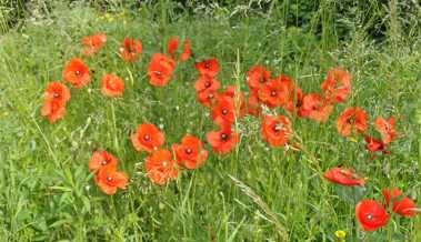 Schlafmohn im Garten: Zwischen Zierde, Giftpflanze und Küchenzutat