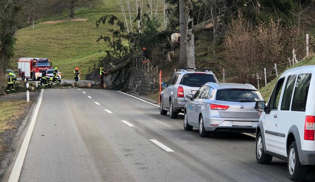 Die Strecke Kaien – Oberegg musste wegen eines umgestürzten Baumes auf der Strasse kurzzeitig gesperrt werden. 