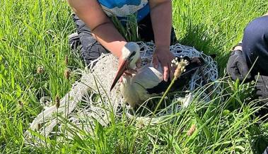 Storch in Lustenau gerettet