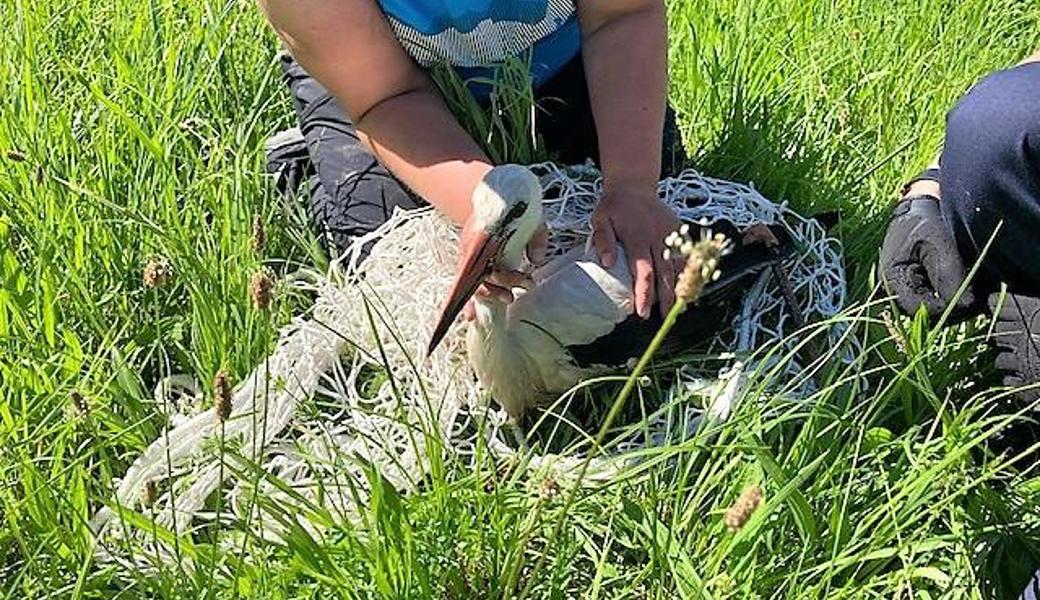 Die Biber- und Storchenbeauftragte konnte den Storch einfangen.