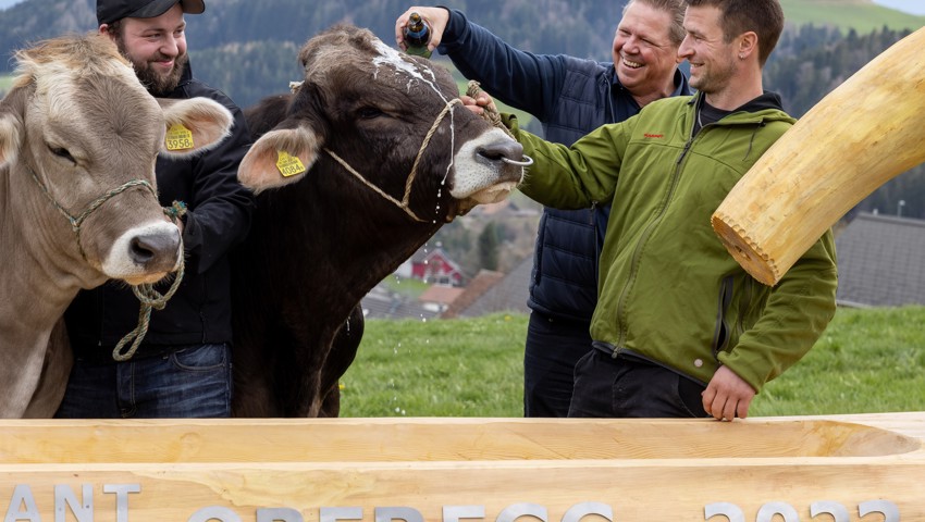 Mit einer Bierdusche von OK-Präsident Stefan Mainberger wird der Stier Jonny getauft.