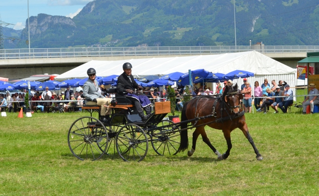Traditionelle Pferdesporttage im Rheinvorland mit Gymkhana, Springen und Fahren