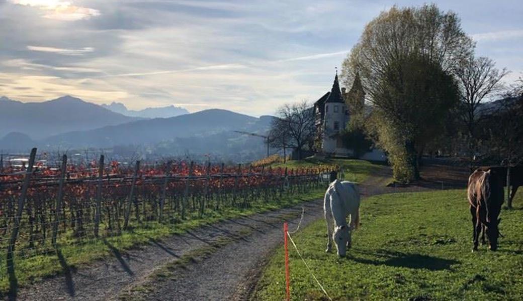 Höhenweg Berneck - Altstätten