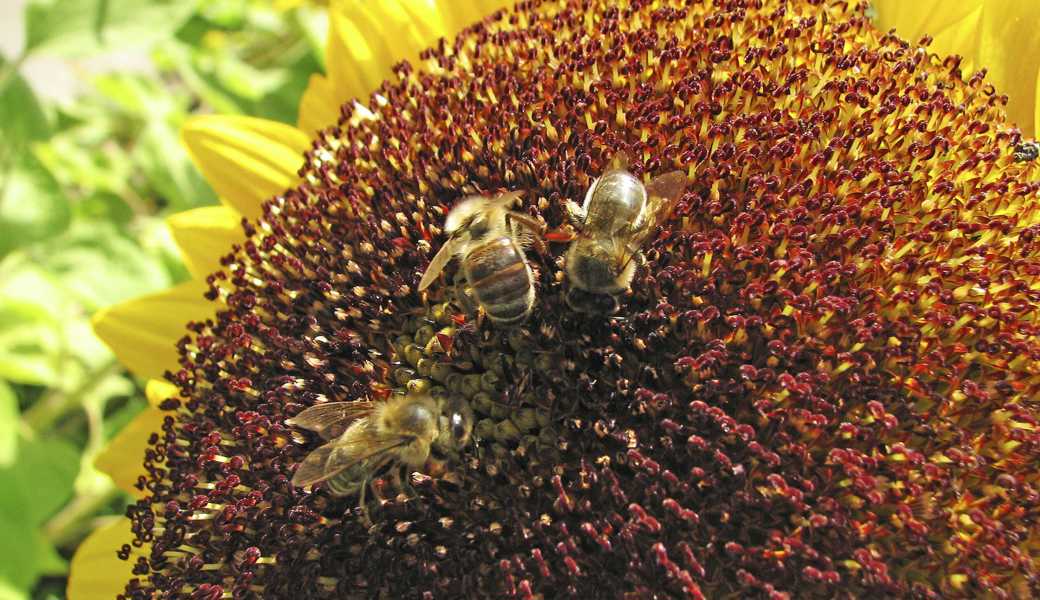 Die Honigbienen sammeln nicht nur emsig für sich selber, sondern auch für unser Wohl.Bild: Bert Stankowski