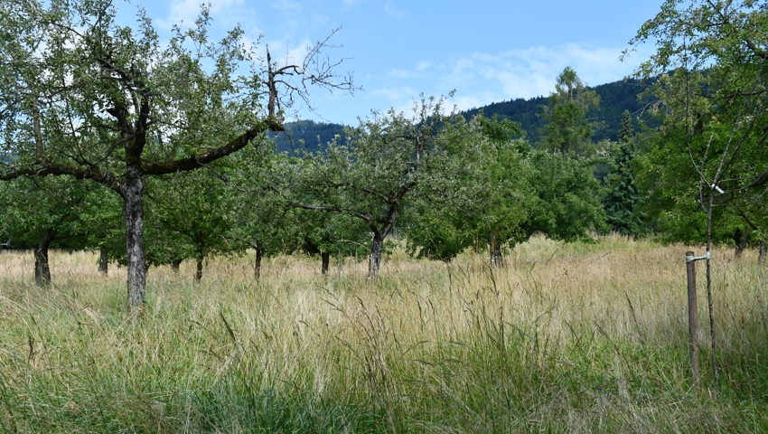 An rund 200 Hochstammbäumen wachsen über 30 verschiedene Obstsorten.