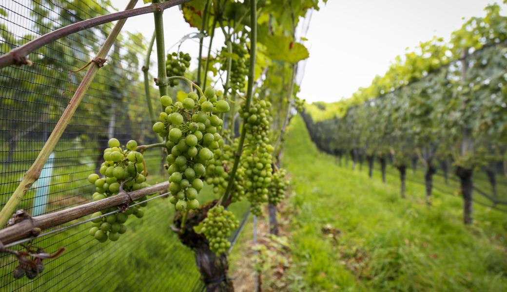 Den Beeren droht wegen der Feuchtigkeit Pilzbefall.