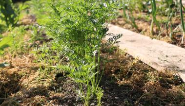 Garten: Langsamer als das Unkraut