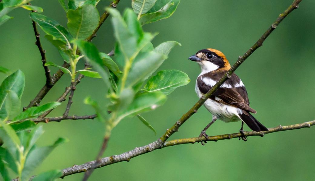 Rotkopfwürger im Naturschutzgebiet Spitzmäder. Von solchen Ansitzen und Aussichtspunkten jagt er Grossinsekten.  