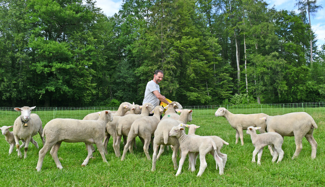 Beat Baumann findet bei seinen Schafen seit mehr als 30 Jahren eine Handvoll Zufriedenheit