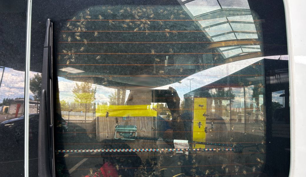 Zoll stoppt Lieferwagen mit 40 Bienenvölkern in Tägerwilen