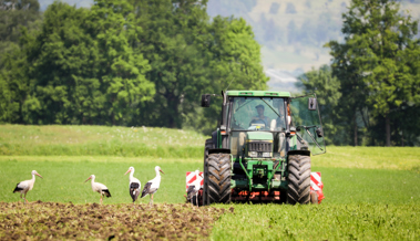 Klimawandel verändert Storchenbestand: Wieso im Rheintal so viele Vögel zu beobachten sind