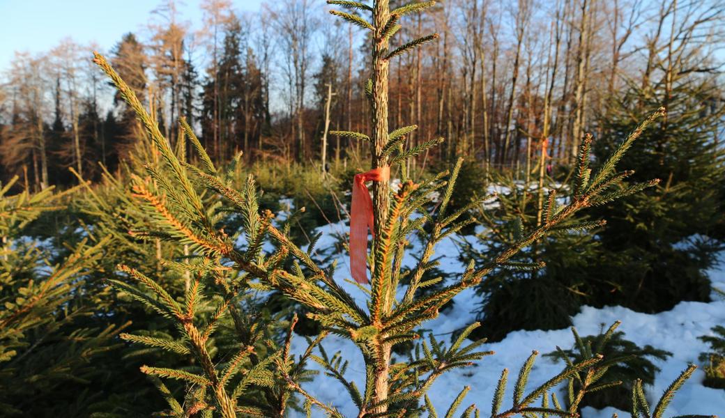 Eine rote Schleife marktierte die Bäume, die in diesem Jahr bereit für ihren Auftritt als Christbäume sind. 