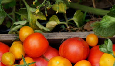 Pünktlich auf Weihnachten: Herrlich rote Tomaten