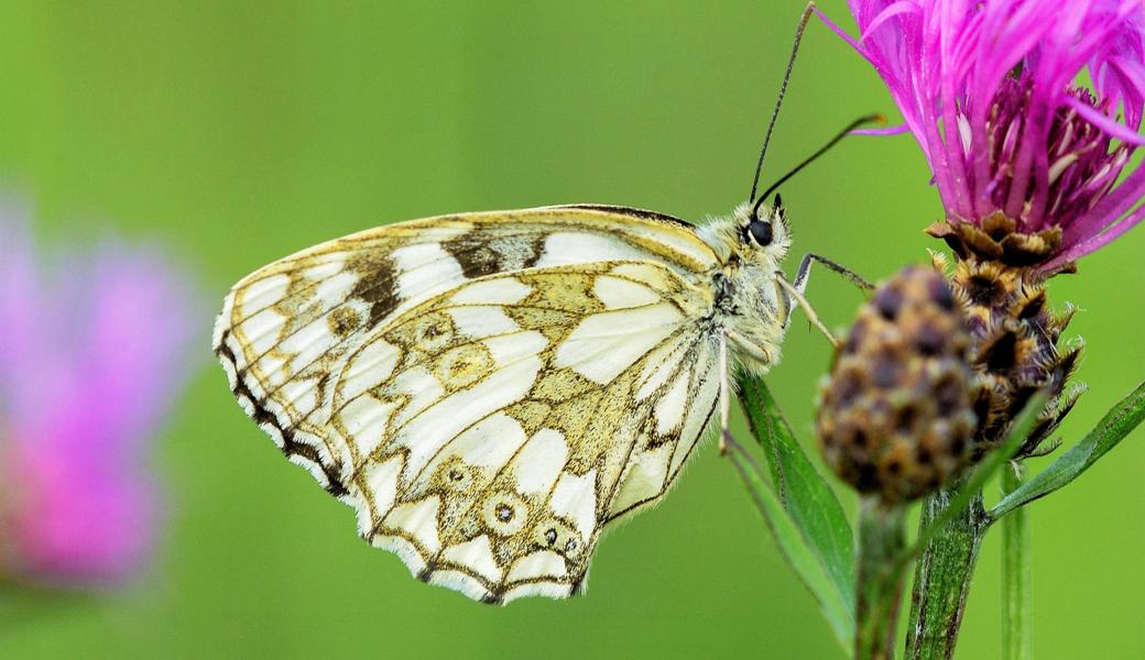 Die Schachbrettfalter saugen oft an Flockenblumen Nektar, suchen dazu aber auch andere Blütenpflanzen auf.