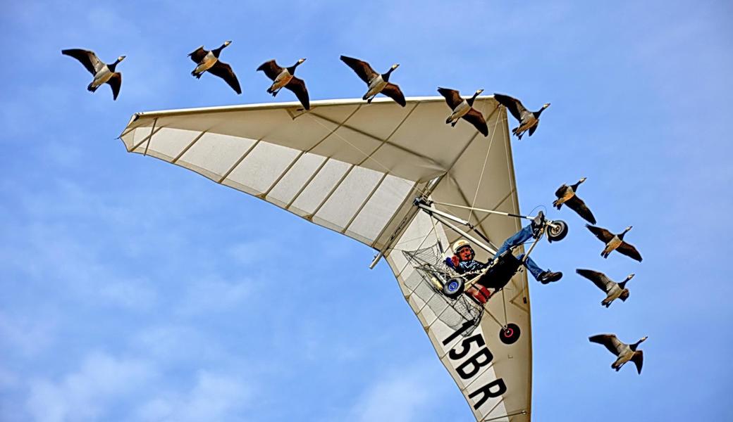 Christian Moullec im Ultraleichtflugzeug inmitten seines Zwerggänseschwarms.