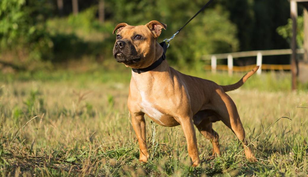 Dieser Staffordshire Bullterrier ist vorbildlich angeleint.