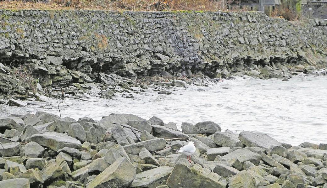 Der tiefe Wasserstand des Bodensees hat die Löcher in der Ufermauer ans Licht gebracht. Der Thaler Gemeinderat hat zum Schutz der dahinterliegenden Flachwasserzone die Sanierung der Mauer beschlossen.