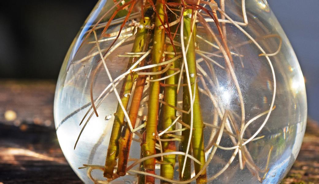 Ausprobieren: Bewurzelung in einem Glas.