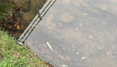 Rätselhaftes Fischsterben in der Ländernach: Rund 100 tote Fische eingesammelt