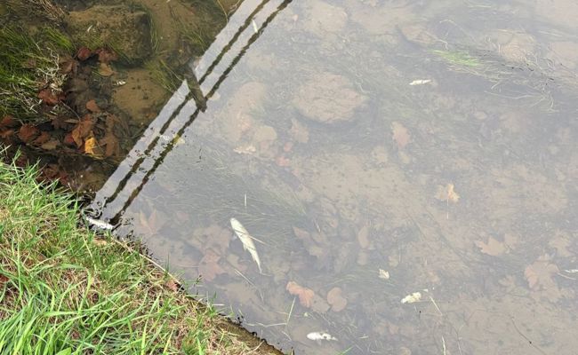 Rätselhaftes Fischsterben in der Ländernach: Rund 100 tote Fische eingesammelt