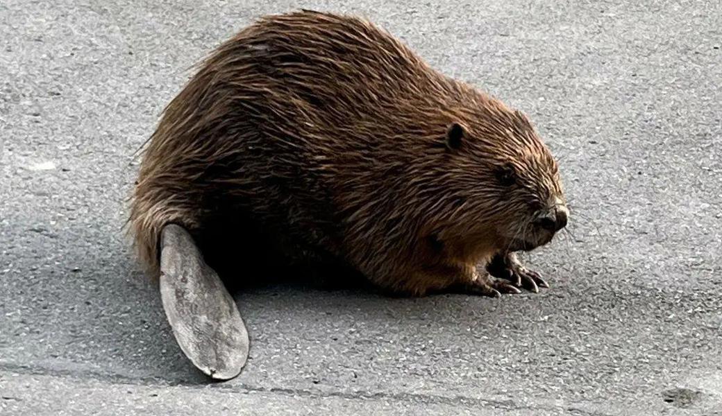 Dieser Biber sorgte in Diepoldsau für Aufregung.
