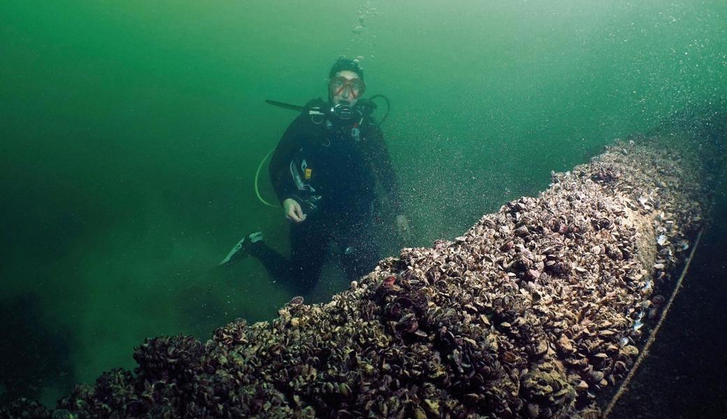 Eine alte, mit Muscheln bedeckte Wasserleitung ist nur eines der Dinge, die man im Bodensee entdecken kann.  