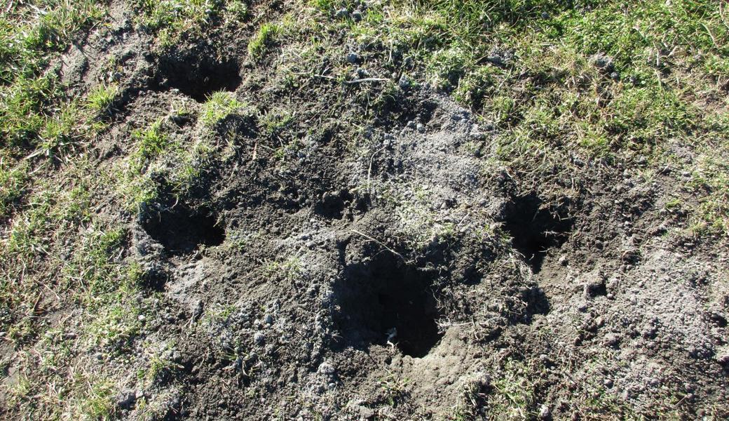 Die Löcher im Rheinvorland wurden vermutlich von Wildtieren oder Hunden gegraben. 