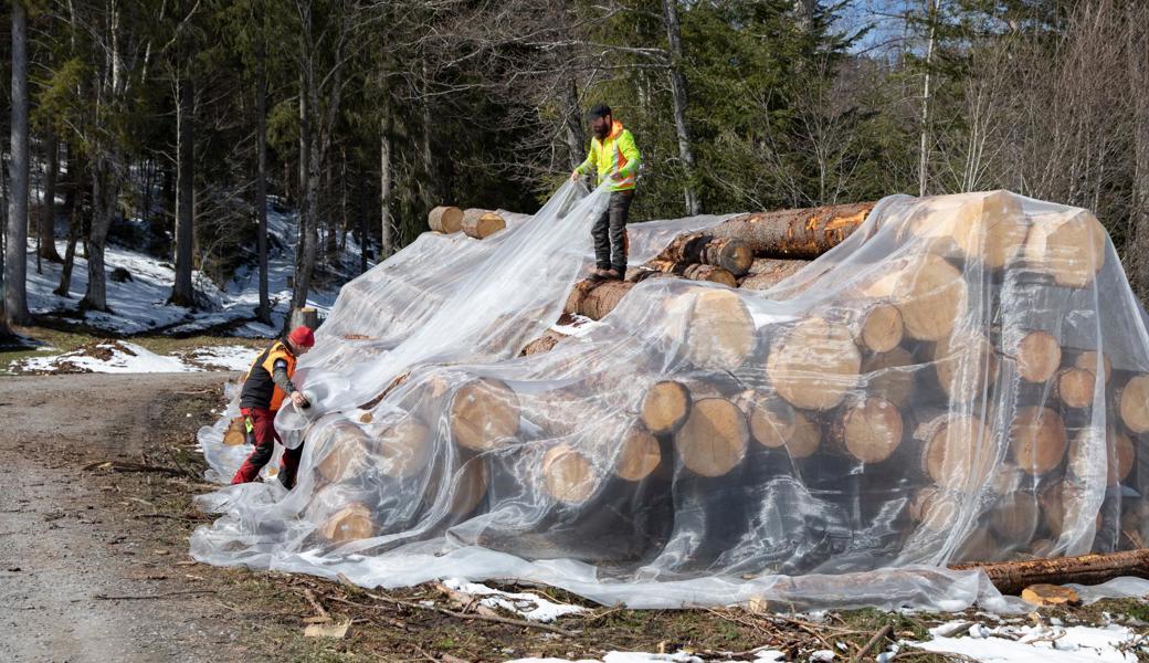 In Oberägeri versucht man, im Wald lagerndes Holz mit feinmaschigen Netzen statt mit Insektiziden vor Käferbefall zu schützen.