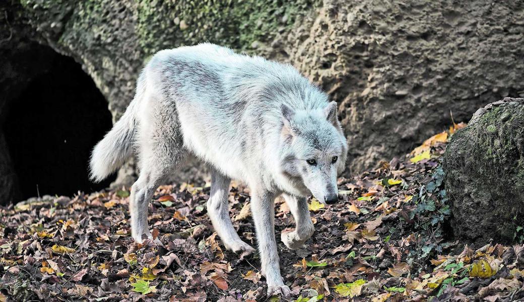 Ausserrhoder Kleinviehhalter müssen jederzeit mit der Anwesenheit des Wolfes rechnen. 