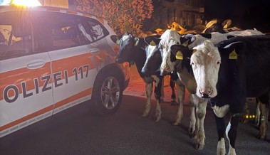 Ausgebüxte Kühe auf Nachtspaziergang durch Walzenhausen