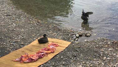 Sommer am alten Rhein