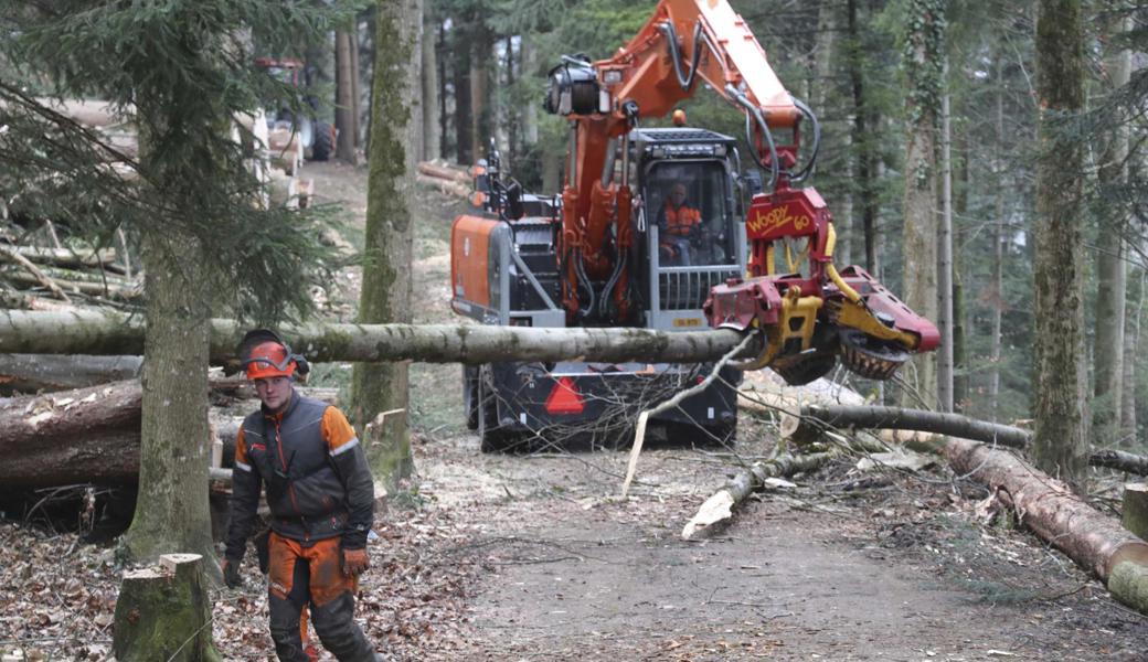 Damit der Schutzwald seine Funktion erfüllt, müssen alte und schwache Bäume durch junge, starke ersetzt werden. 