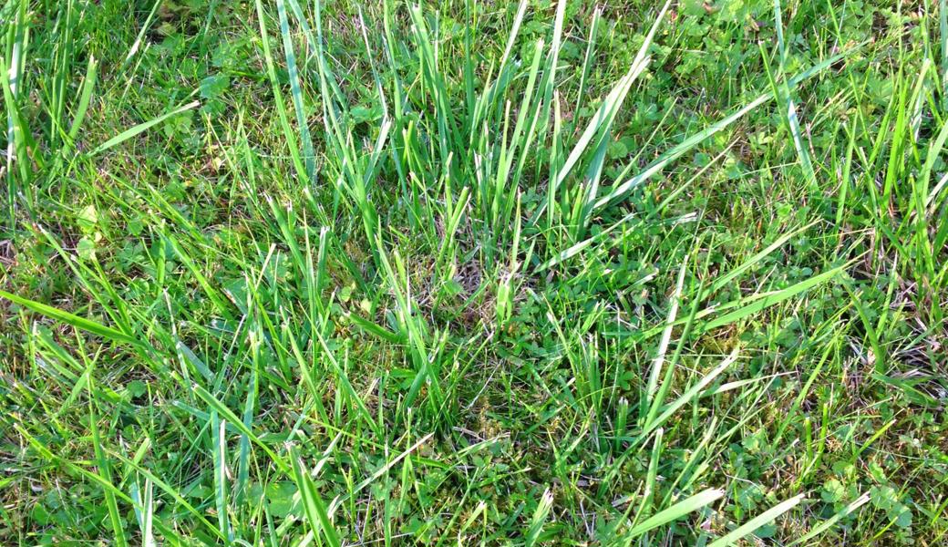 Rispengräser sind bei Rasenfetischisten unbeliebt. Sie verbreiten sich durch Ausläufer und wachsen unter dem Schnitt-Horizont des Rasenmähers.