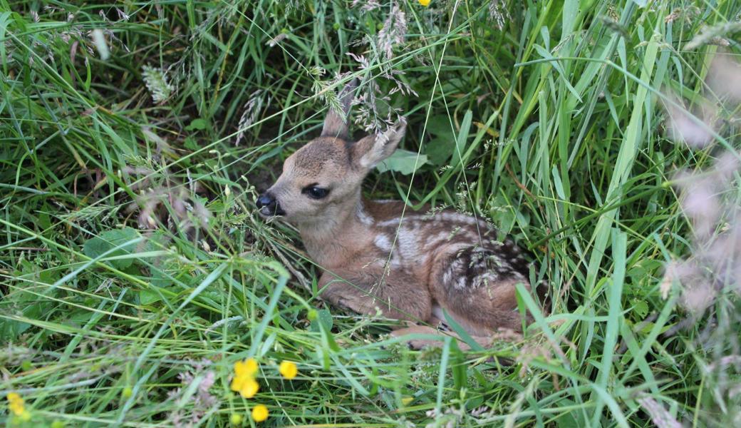 Zurzeit werden im Rheintal viele Rehkitze gesetzt. In den ersten Lebenswochen sind sie besonders schutzbedürftig. 