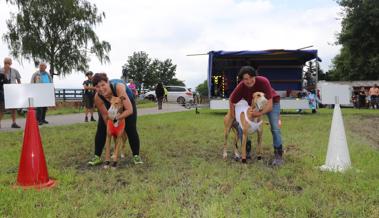 Windhunde jagen den falschen Hasen