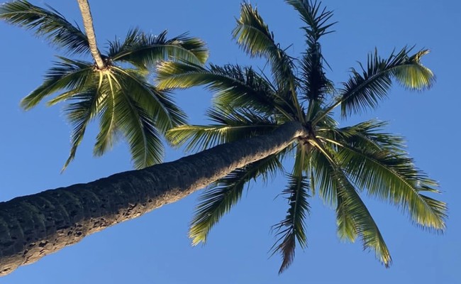 Gruss aus Honolulu: Während wir bibbern, sitzen andere in der Wärme