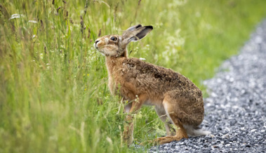 Im Rheintal hoppelt es sich gut: Hasen profitieren von ökologischen Aufwertungen